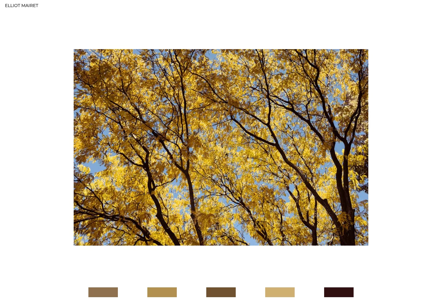 A photograph of golden leaves against a blue sky, displayed above five colour swatches.